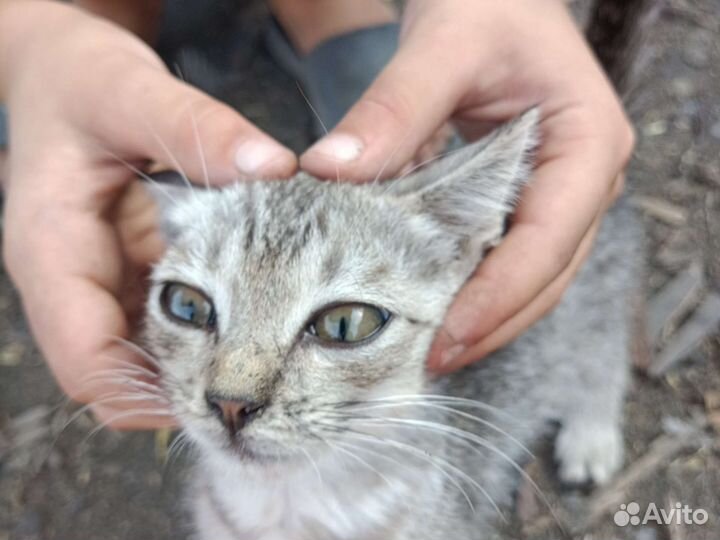 Отдам в добрые руки бесплатно котëнка