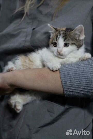 Кошечка ищет семью