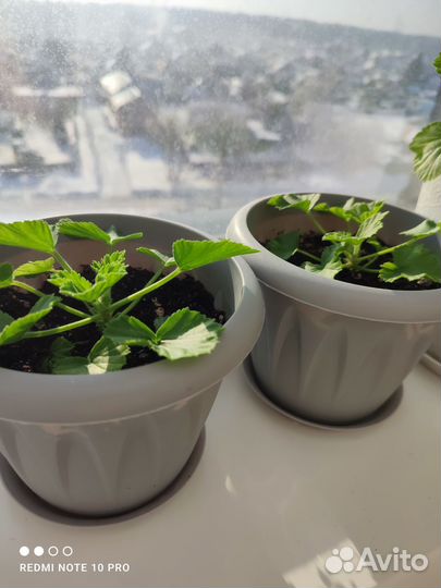 Королевская пеларгония черенок