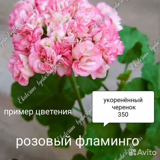 Пеларгония герань сортовая