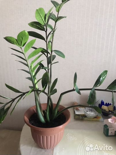 Замиокулькас