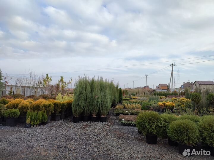 Можжевельник китайский Спартан