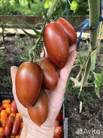 Рассада овощей