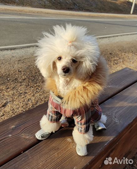 Рюкзак переноска,пеленки для щенков