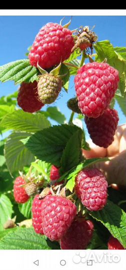 Саженцы малины