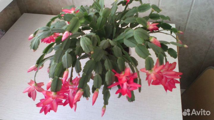 Декабрист шлюмбергера