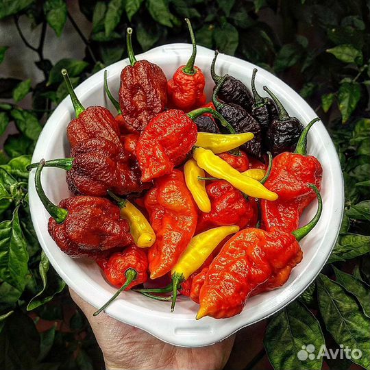 Перец Острый
