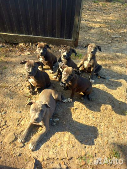 Щенки питбуля