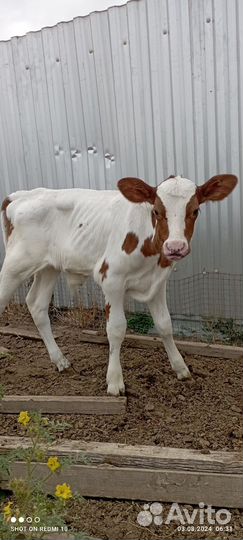 Теленок бычок