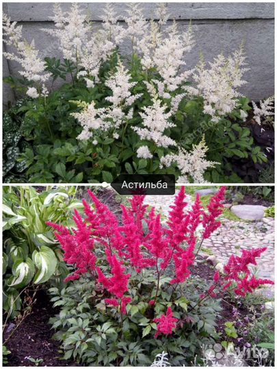 Астильба