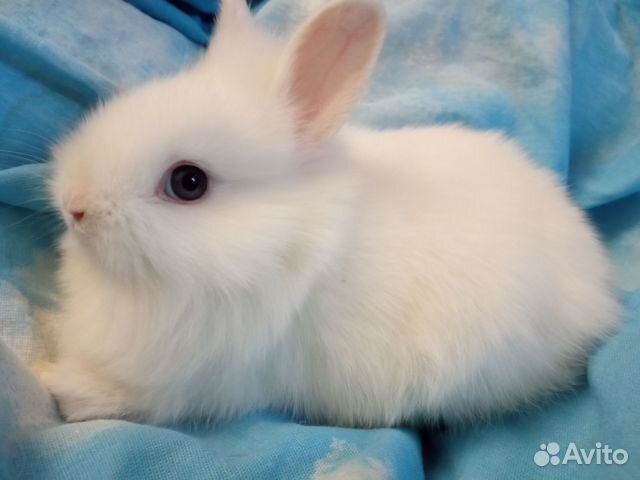 Карликовые зайки к пасхе: )