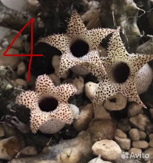 Редкие суккуленты