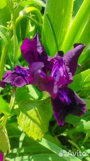 Ирисы карликовые