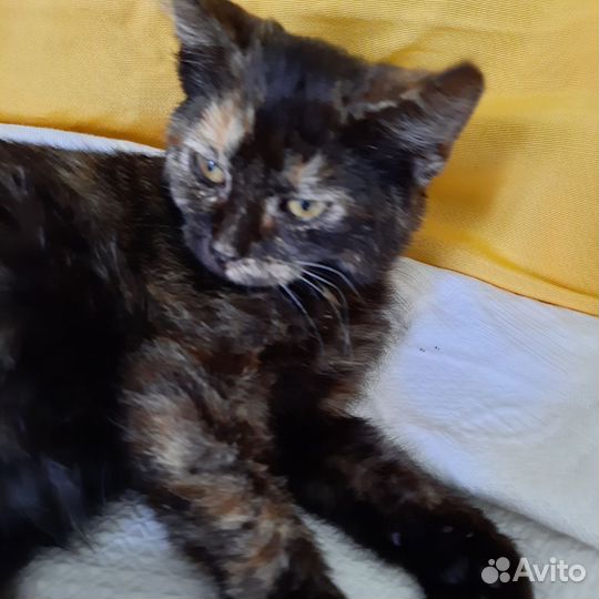 Отдам котенка