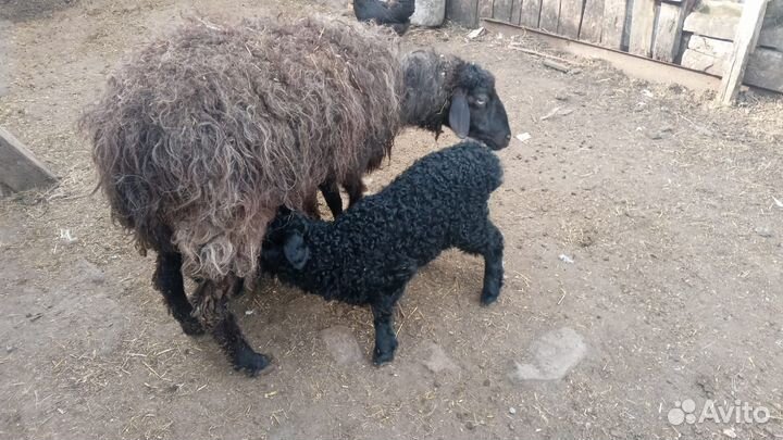 Овцы барашки