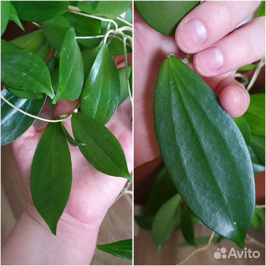 Хойя (некоторые сорта поближе)