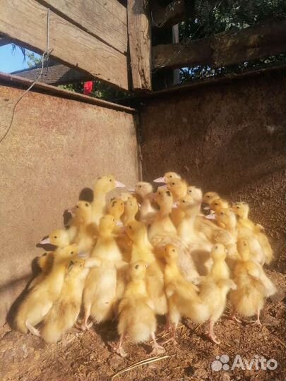 Гусята. Утята. Муларды. Цыплята