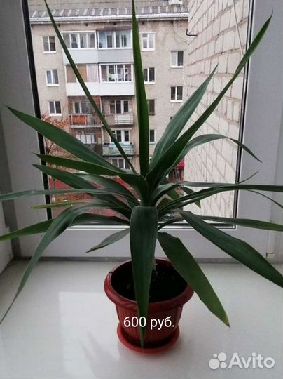 Цветы комнатные