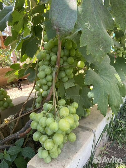 Дачный виноград