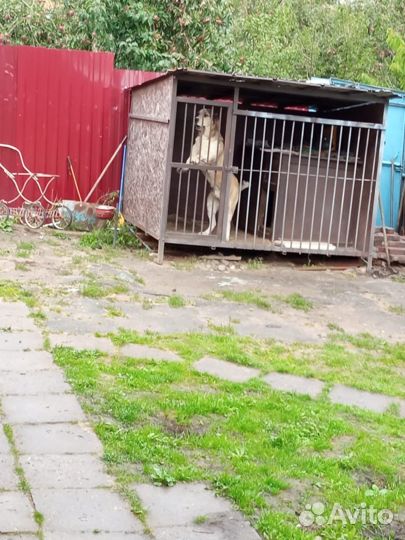 Вязка алабай