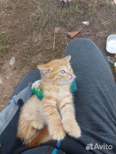 Рыжий котенок