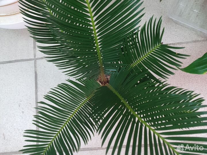 Цикас Революта