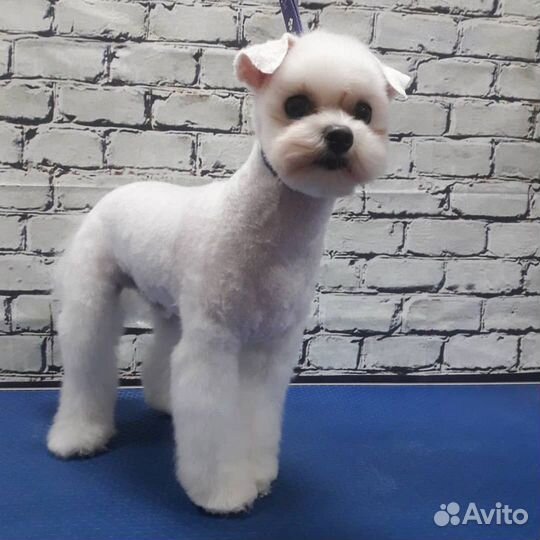 Стрижка собак, стрижка котов