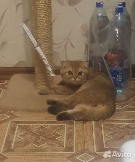 Коты для вязки