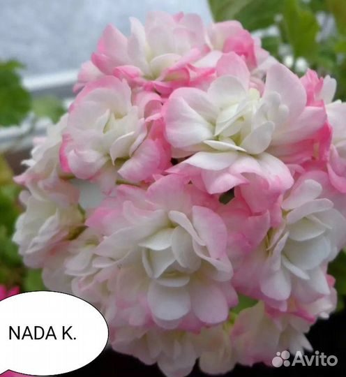 Герань пеларгония