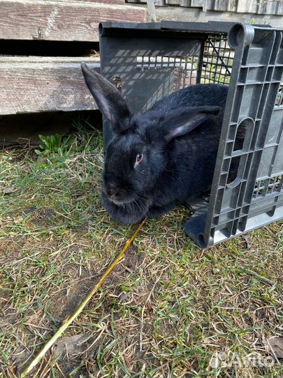 Кролики самец и самки