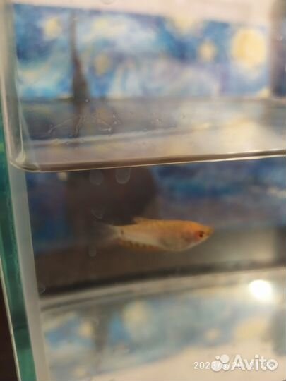 Аквариум 7 литров с гурами