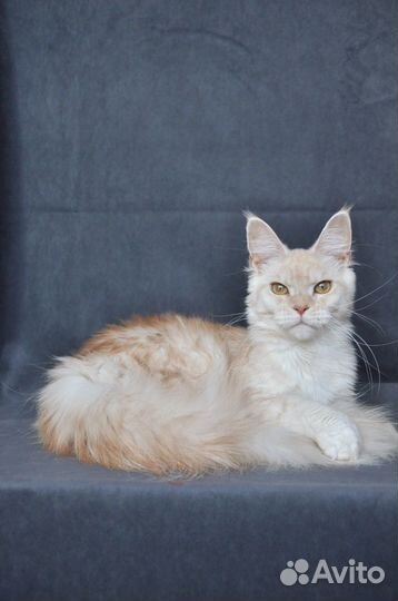 Девочка мейн кун