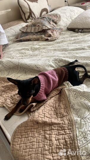 Одежда для кошек и собак