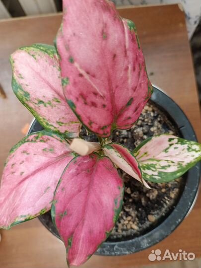 Комнатные растения