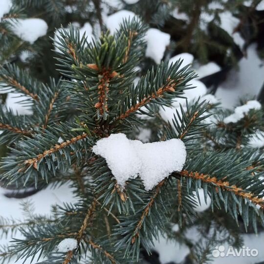 Елка голубая