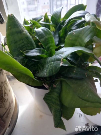 Толстянка, женское счастье отросток, суккуленты