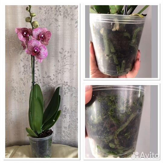 Орхидея фаленопсис разные