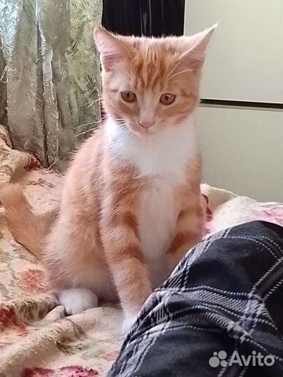 Рыжий котенок