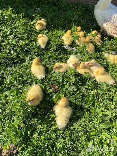 Утята индоутки, кролики