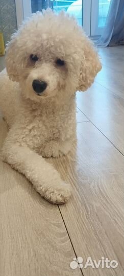 Пудель карликовый