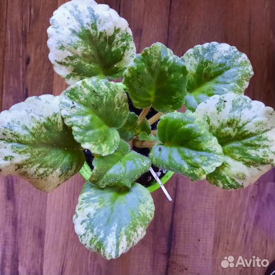 Сортовые фиалки пестролистные