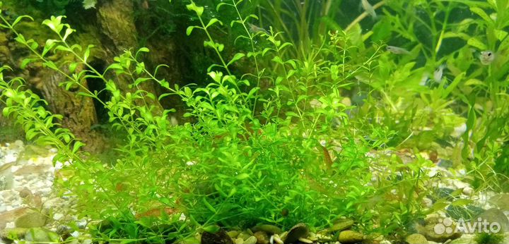 Креветки вишня