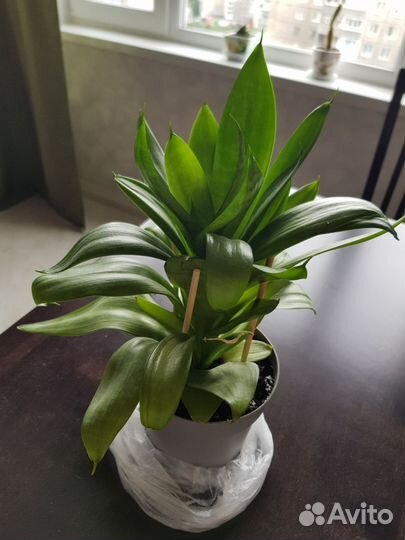 Сансевиерия