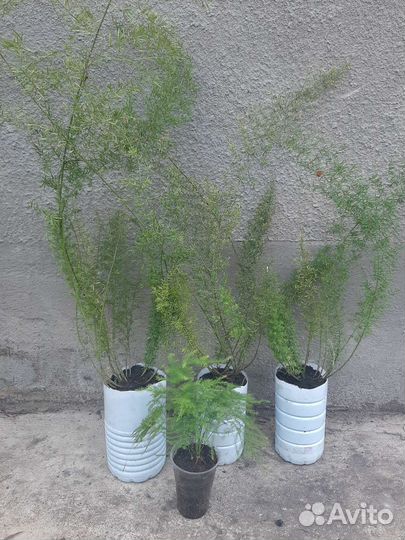 Аспарагус комнатный, сорта Мейера и перистый