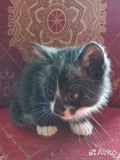 Котёнок черный
