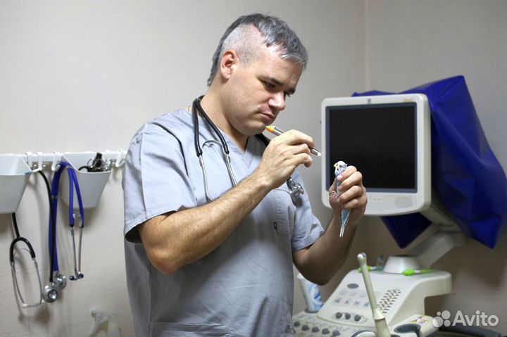 Ветеринарная клиника Родентовет Саратов