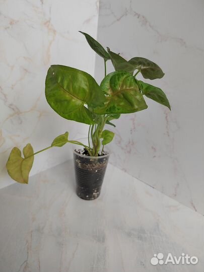 Сингониумы