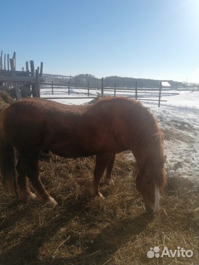 Жеребец - производитель