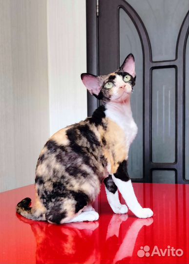 Девон рекс кошка