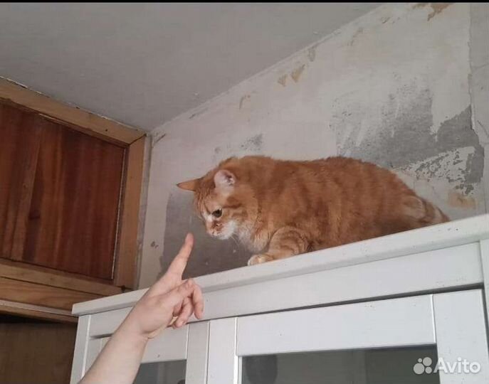 Домашнюю кошку повезли в приют